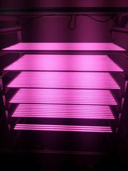 pink t8 led tube for meet