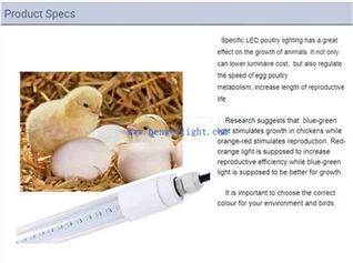 Requisiti di luce per la deposizione di uova di gallina