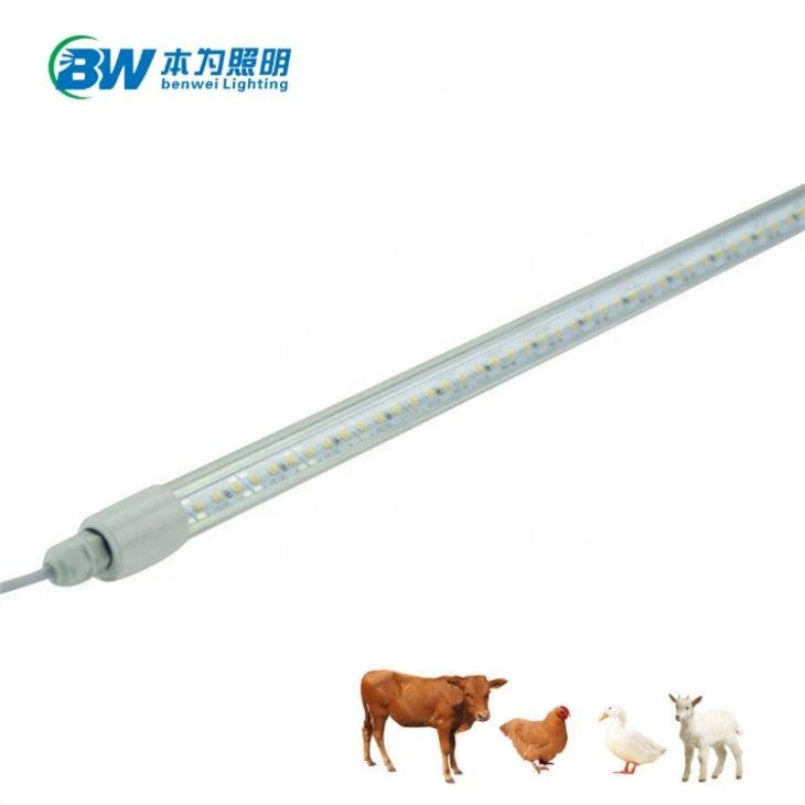 Tubo per pollame a LED impermeabile dimmerabile